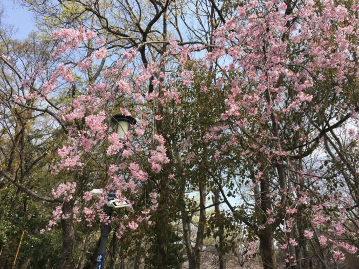大阪城バーベキュー(和ーべきゅう)桜